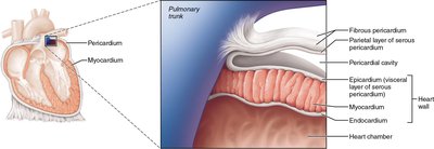 Cross-section of pericardium and heart wall layers