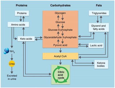 Interconversion of carbohydrates, fats, and proteins