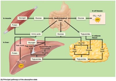 Principal pathways of the absorptive state