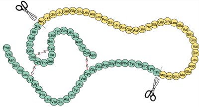Structure of proinsulin/insulin
