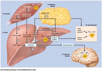 Principal pathways of the postabsorptive state