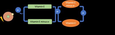 Antioxidant action of vitamins E and C
