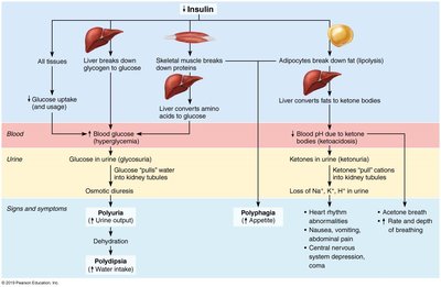 Consequences of insulin deficit