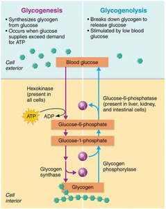 Glycogenesis versus glycogenolysis