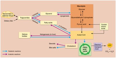 Lipid metabolism pathways