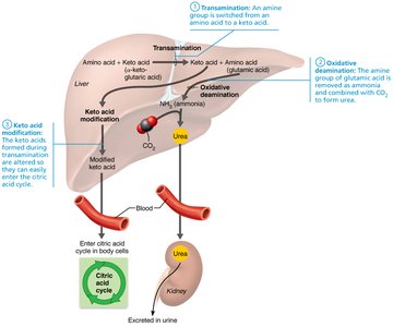 Amino acid metabolism in the liver