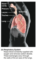 Respiratory system: lungs and airways