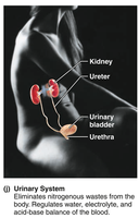 Urinary system: kidneys, bladder