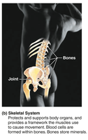 Skeletal system: bones and joints