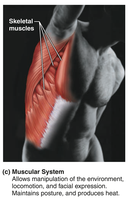 Muscular system: skeletal muscles
