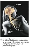 Nervous system: brain, spinal cord, nerves