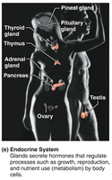 Endocrine system: glands