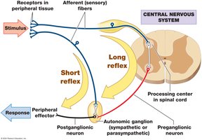 Visceral reflexes: short and long reflex pathways
