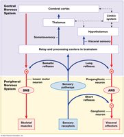 Comparison of somatic and autonomic function