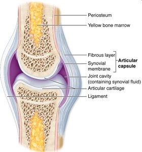 Structure of a synovial joint