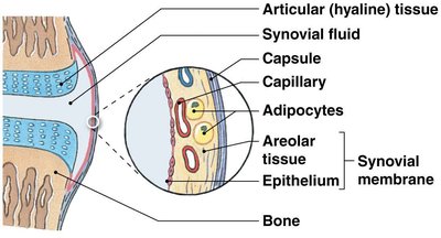 Synovial membrane and synoviocytes