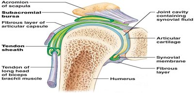 Accessory structures of synovial joints
