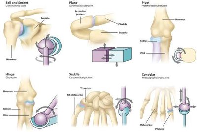 Gliding movement at synovial joints