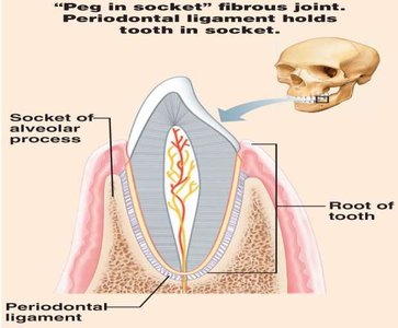 Gomphosis joint between tooth and alveolar socket