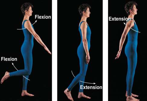 Supination and pronation