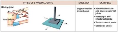 Types of synovial joints