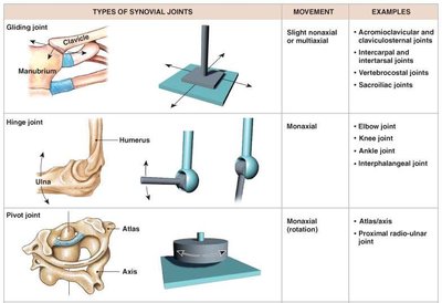 Types of synovial joints