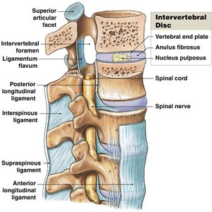 Intervertebral disc structure