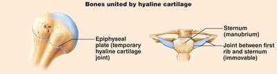 Synchondrosis joint: epiphyseal plate and sternum