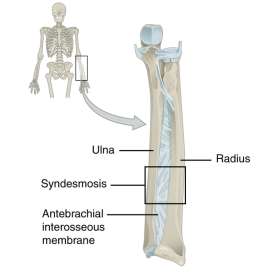 Syndesmosis joint between radius and ulna