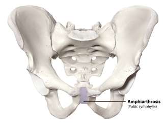Pubic symphysis joint