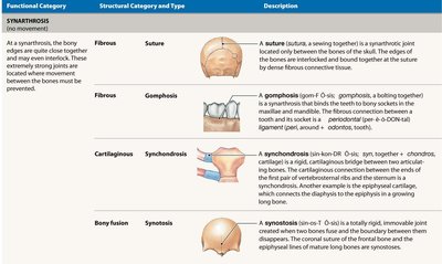 Functional and structural classifications of synarthrosis