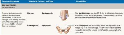 Functional and structural classifications of amphiarthrosis