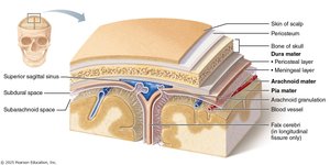 Cross-section of the meninges