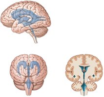 Diagram of the brain ventricles
