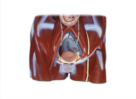 Male urinary system, anterior view
