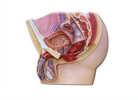 Lower urinary system of the male