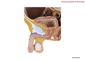 Male urinary system, sagittal section
