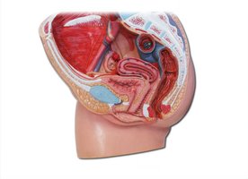 Female urinary structures