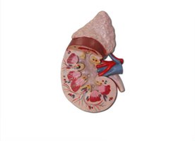 Kidney with adrenal gland and associated vessels
