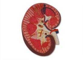 Coronal section of kidney showing internal structures