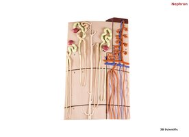 Detailed nephron structure with associated blood vessels