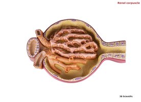 Detailed renal corpuscle with podocytes and capillaries
