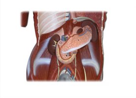 Upper abdomen showing kidneys and ureters