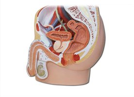 Male urinary system, medial view