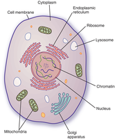 Diagram of a typical animal cell with labeled organelles