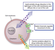 Mechanisms of drug transport across the cell membrane, including lipid diffusion, gated channels, and carrier proteins