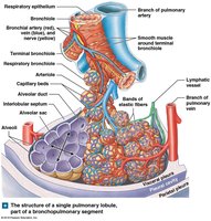 Structure of a pulmonary lobule with alveoli