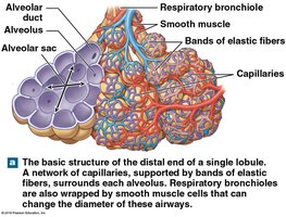 Distal end of a lobule with capillaries and alveoli