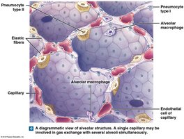 Diagram of alveolar structure with capillaries and macrophages