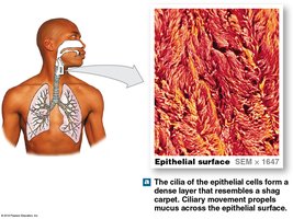 Cilia of respiratory epithelium moving mucus
